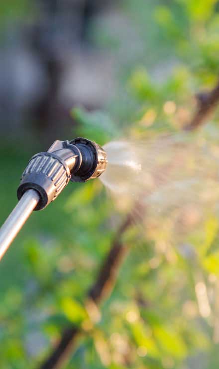 Q & Q's Lawn Care LLC Lawn Pest Control