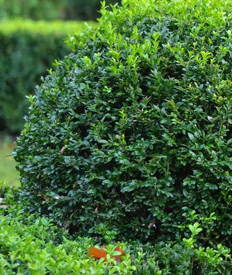 Q & Q's Lawn Care LLC Shrubs & Hedges