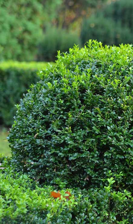 Q & Q's Lawn Care LLC Shrubs & Hedges