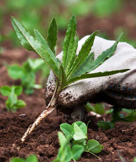 Q & Q's Lawn Care LLC Weed Control services