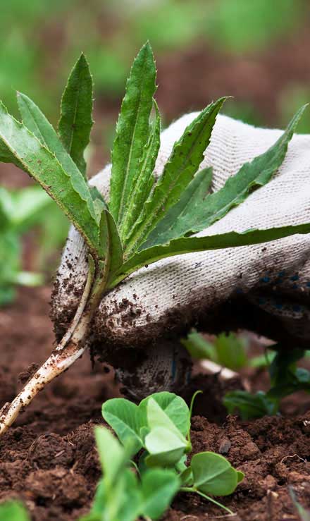 Q & Q's Lawn Care LLC Weed Control services